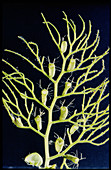 Pond bladderwort,Utricularia vulgaris