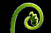 Developing sundew flower