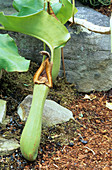 Pitcher plant (Nepenthes truncata)