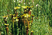 Pitcher plants (Sarracenia purpurea)