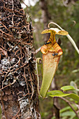 Pitcher plant (Nepenthes sp.)