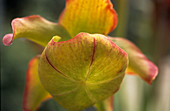 Sweet pitcher plant (Sarracenia alata)