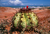 Coastal cactus