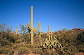 Sahuaro cacti,Arizona,USA