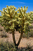 Cholla cactus plant