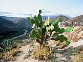 Cactus in deforested area,Ecuador