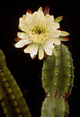 Night blooming cactus (Cereus sp.) flower