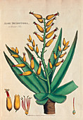 Historical art of Aloe dichotoma plant