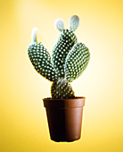 Potted cactus plant