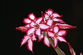 Impala lily flowers