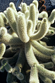 Cleistocactus cactus