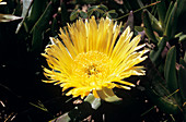 Carpobrotus flower