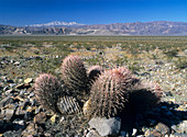 Barrel cacti (Ferocactus cylindraceus)