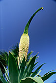 Fox tail agave (Agave attenuata)