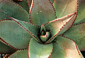 Karoo aloe leaves