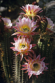 Torch cactus flowers