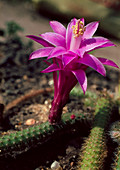 Aporocactus flagelliformis flower