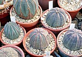 Euphorbia obesa cacti