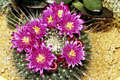 Cactus plant in flower