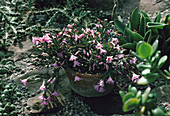 Easter cactus (Rhipsalidopsis rosea)