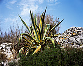 Century plant (Agave americana)