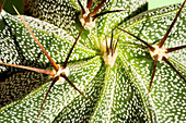Star cactus (Astrophytum ornatum)