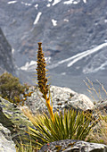 Golden Spaniard (Aciphylla aurea)