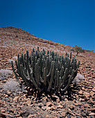 Cactus spurge (Euphorbia sp)