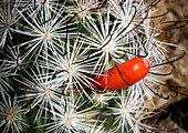 Nipple cactus flower