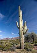 Saguaro cactus (Carnegiea gigantea)