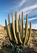 Organ pipe cactus (Stenocereus thurberi)