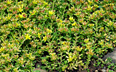 Pale stonecrop (Sedum alpestre)