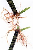 Sansevieria trifasciata propagation