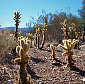 Chollas cacti in desert