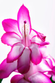 Schlumbergera bridgessii flowers