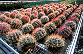 Cacti cultivation