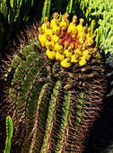 Flowering cactus plant