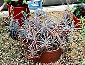 Chandelier plant (Kalanchoe tubiflora)