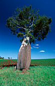 Bottle tree,Australia
