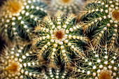 Barrel cacti (Echinopsis sp.)