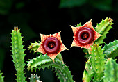 Huernia cactus