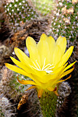 Easter lily cactus (Echinopsis sp.)