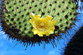 Prickly pear cactus flower