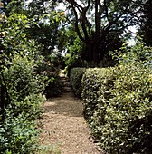 English holly hedge