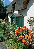 Flowers by a thatched cottage