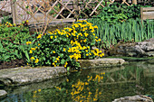 Marsh marigolds (Caltha palustris)