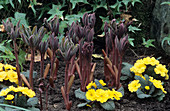 Paeony shoots and primrose flowers