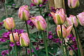 Tulip and honesty flowers