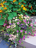 Potted flower display