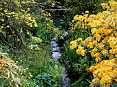 Stream in a garden